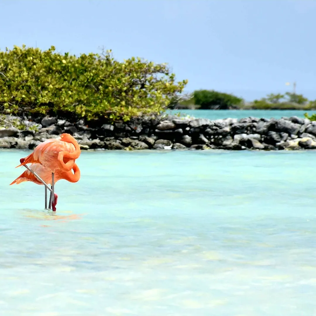 Bonaire, isla del Caribe neerlandés reconocida por sus aguas cristalinas, arrecifes de coral y naturaleza marina.