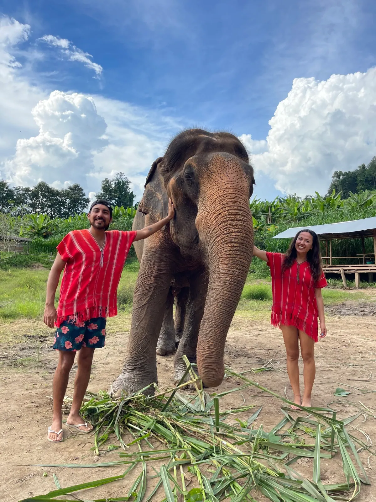Elefantes en chiang mai